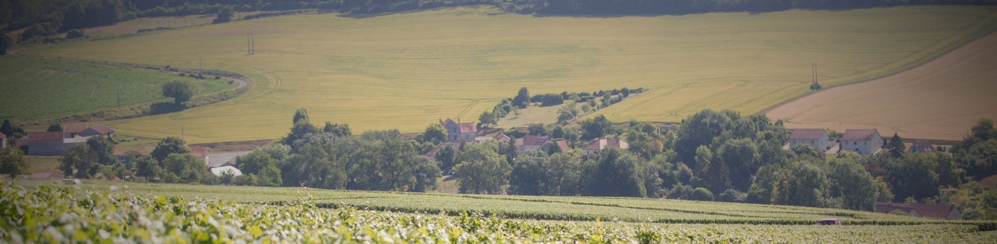 vignes